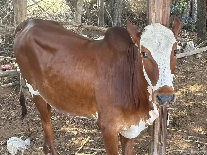 عجل 9شهور للبيع 1