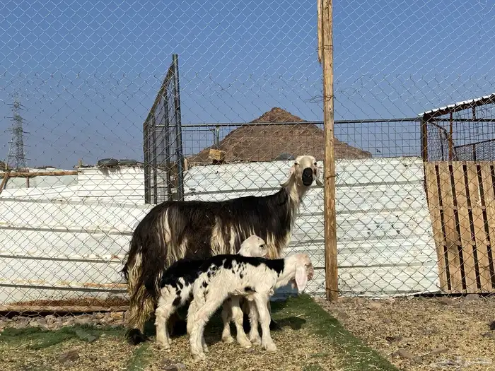 نعجه نجديه صنف الصنف والد تحتها ثنين طليان 14