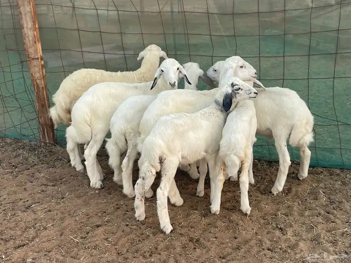 62 غنم حريات مراح واحد ولد ودفيع حرش صغار سن تم البيع 27