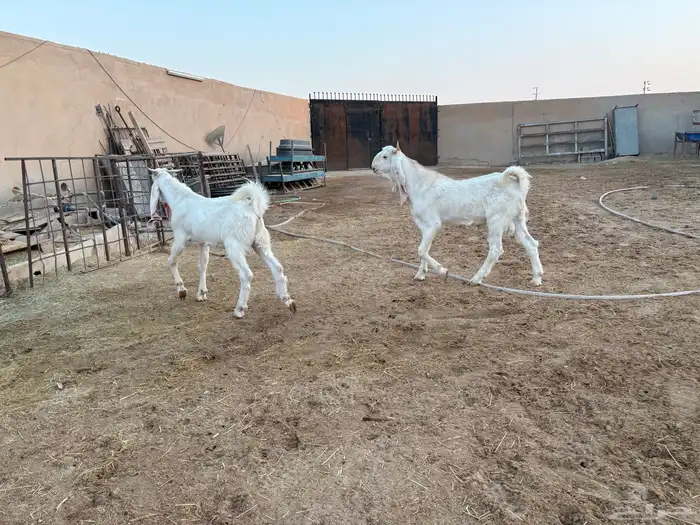 فحول تيوس مطورات عدد 2 8