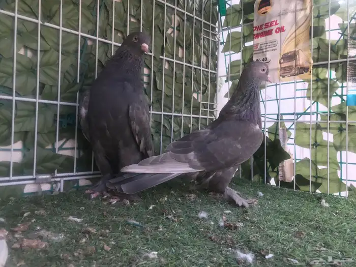 طبه طحيني توب 4