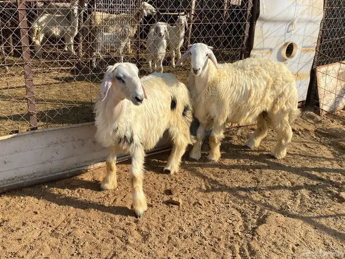 طليان حريه 1