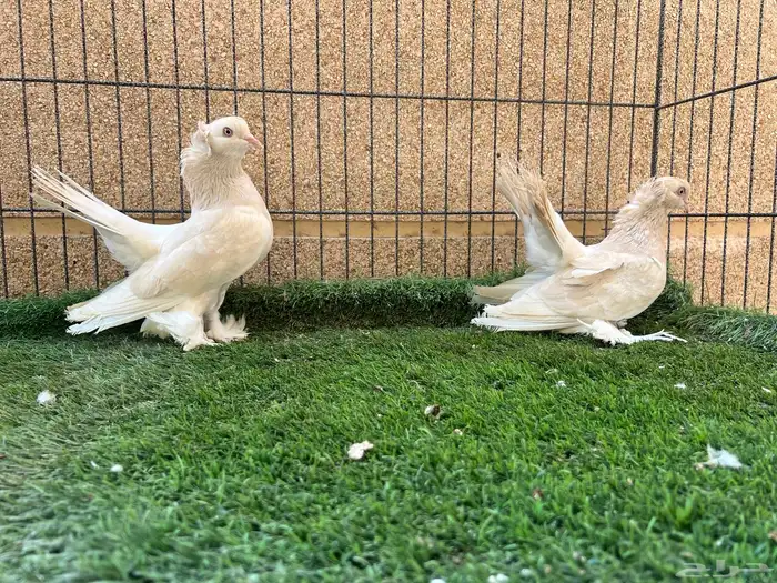 زوج كرنقو ليمون 2