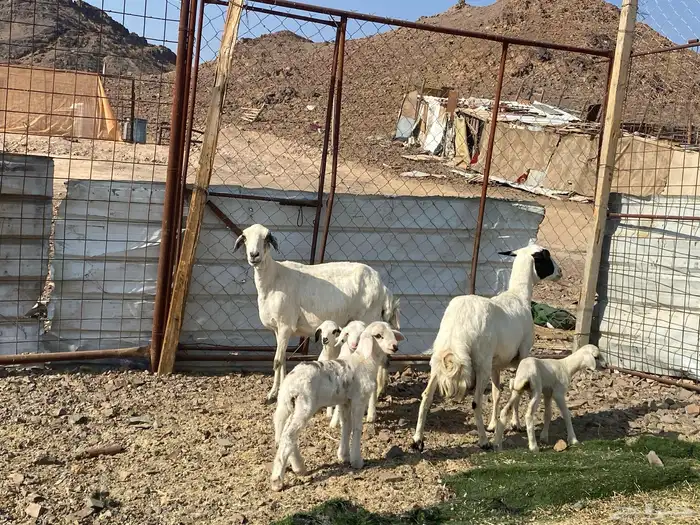 نعاج حبص متاويم 2 تحتهن 4 10