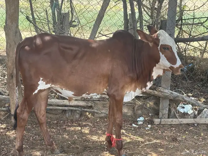 عجل 9شهور للبيع 5