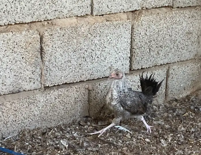 صوص عمر شهرين 4