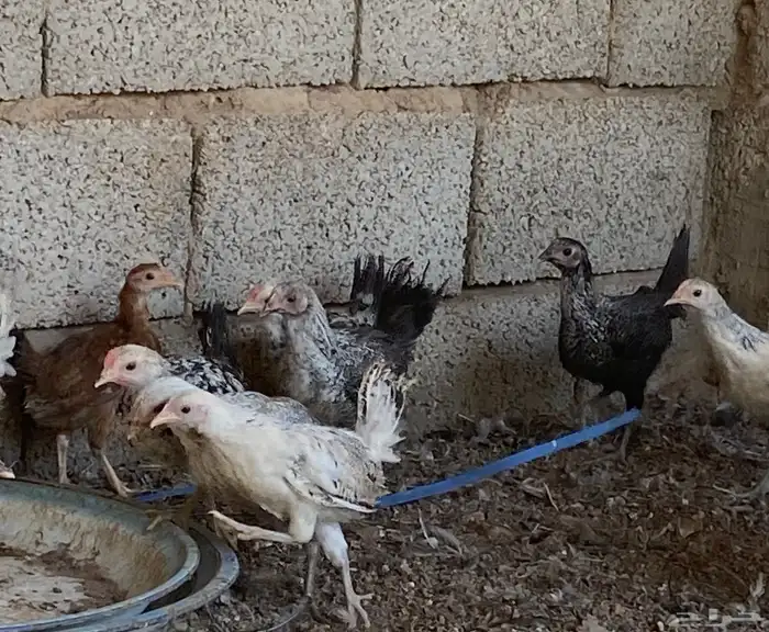 صوص عمر شهرين 6