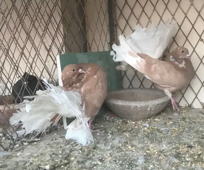 حمام فانتيل 2