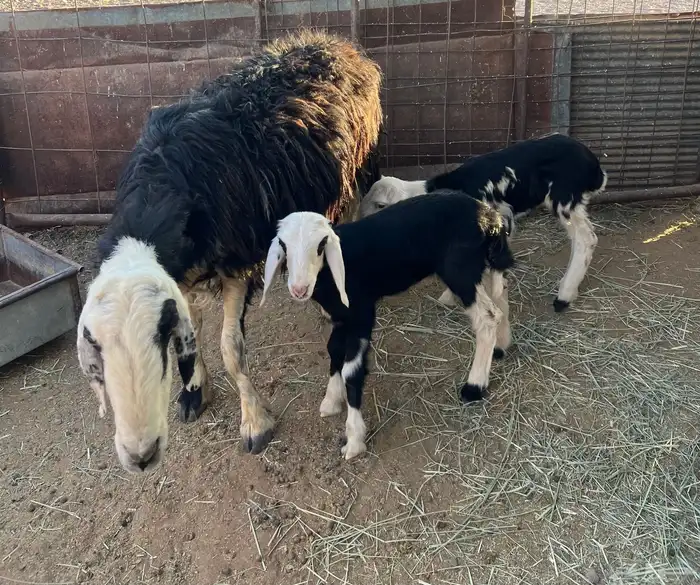 نجديه والد 4