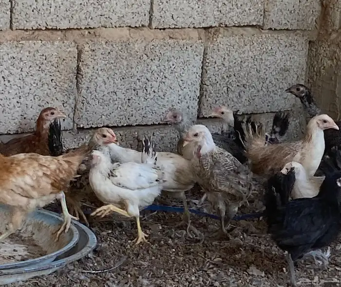 صوص عمر شهرين 5