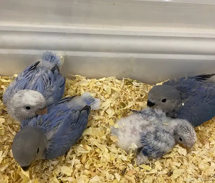 للبيع 4 فروخ روز فواتح 3