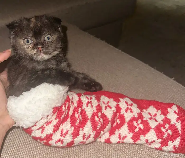 قطط كيتن سكوتش للبيع 6