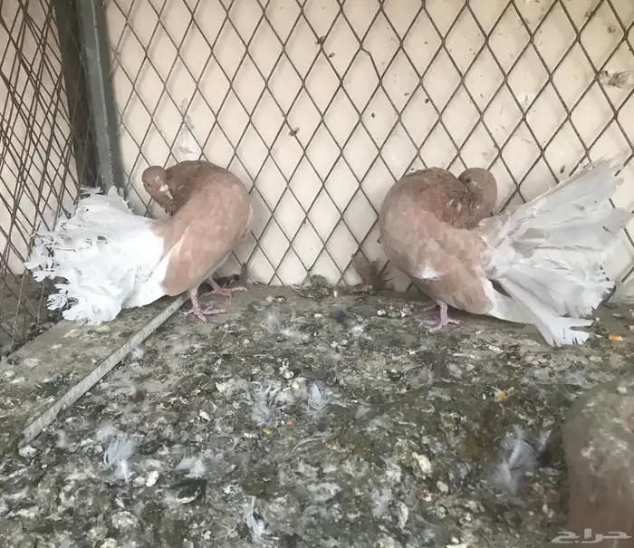 حمام فانتيل 3