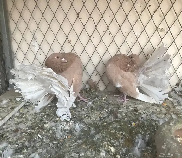 حمام فانتيل 1