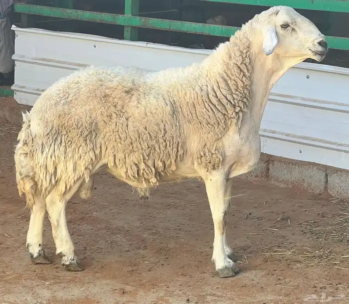 فحول حريه صنف الصنف مشروووطه 2