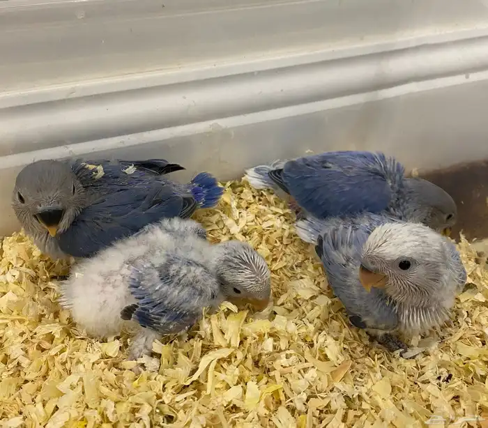 للبيع 4 فروخ روز فواتح 1