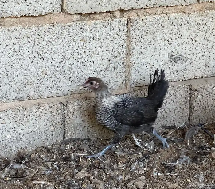 صوص عمر شهرين 2