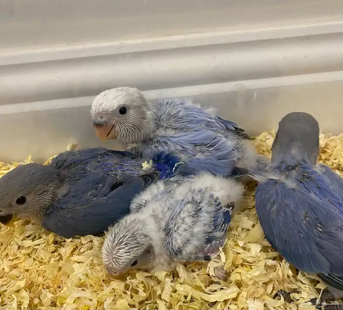 للبيع 4 فروخ روز فواتح 0