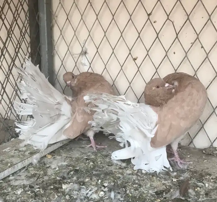 حمام فانتيل 0