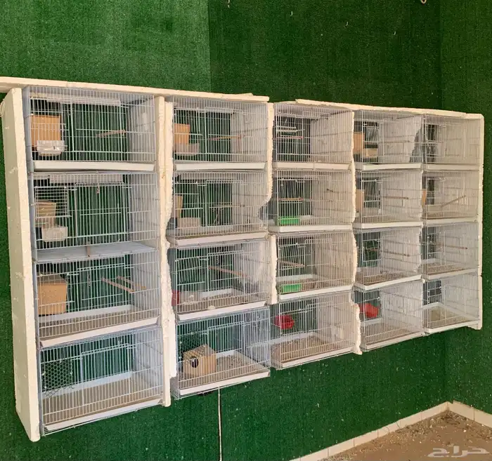 شبوك عرض طيور زينه 0