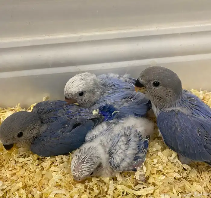 للبيع 4 فروخ روز فواتح 2