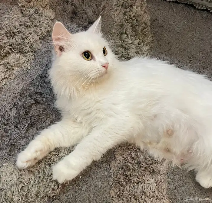 قطوه شيرازي مع عيالها تبني 0