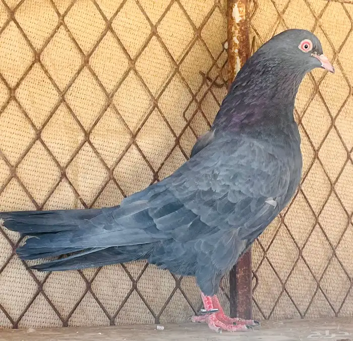 جوز كمنقر كالو فاخر بعياله وجوز سهران بوري 1