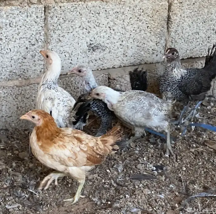 صوص عمر شهرين 0