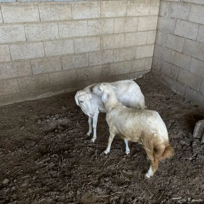 نعجه فاخره ورخله فاخره لا البيع 2