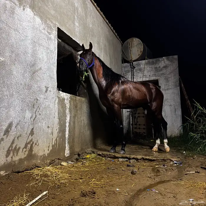 حصان شعبي حار جدا 3