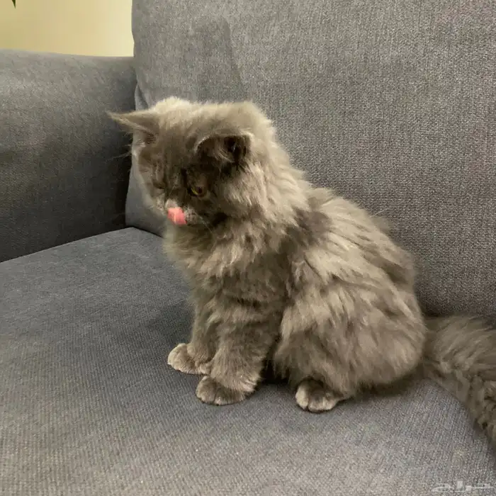 قط شيرازي ذكر 0