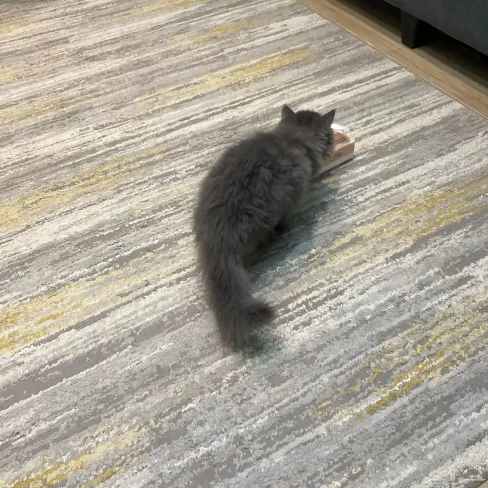 قط شيرازي ذكر 2