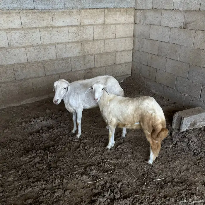 نعجه فاخره ورخله فاخره لا البيع 0