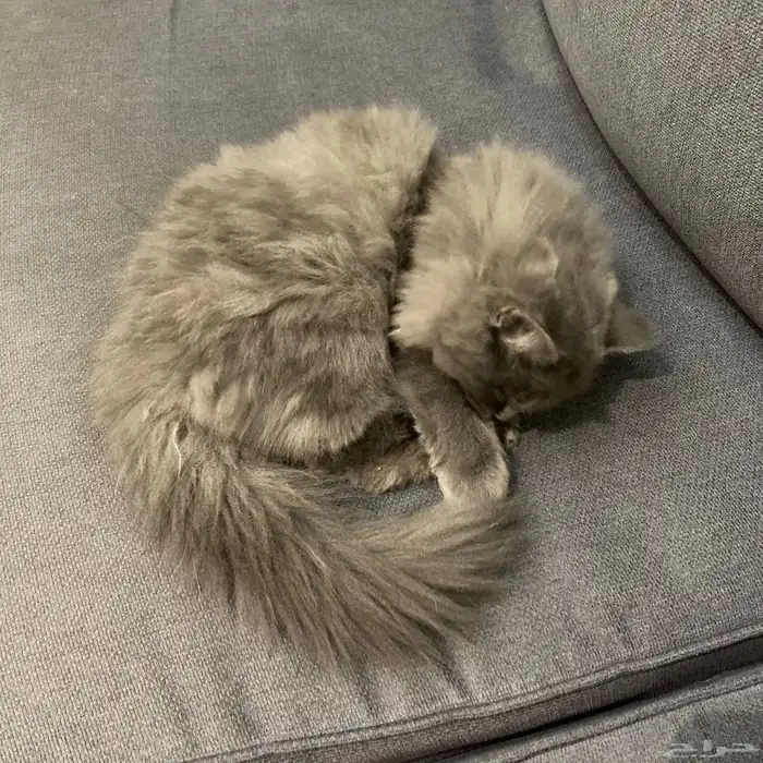 قط شيرازي ذكر 3