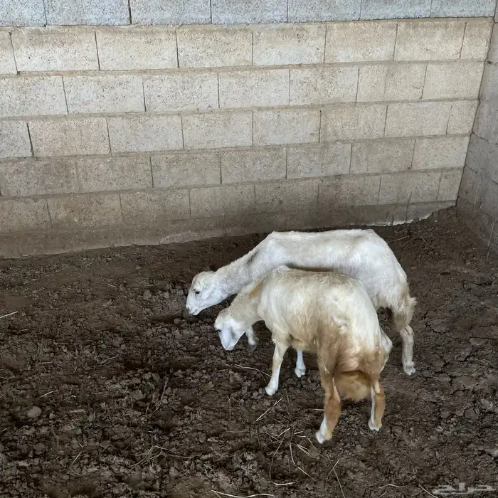 نعجه فاخره ورخله فاخره لا البيع 3