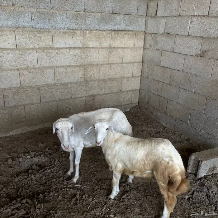 نعجه فاخره ورخله فاخره لا البيع 1