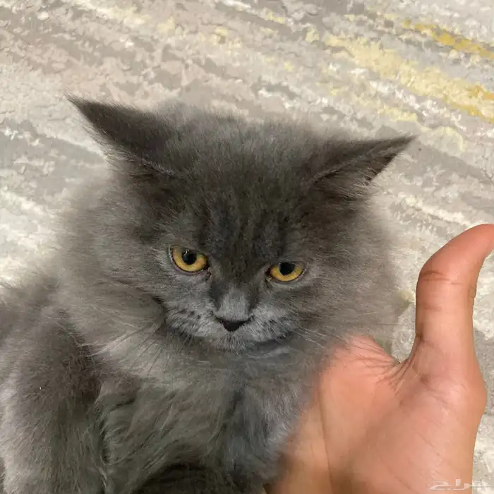 قط شيرازي ذكر 1