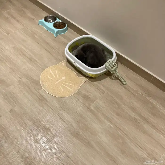 قط شيرازي ذكر 7