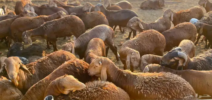 غنم سواكنى طليان جذوع 0