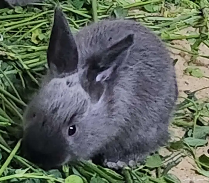 ارنب نوعه فرنسي التوصل الوتساب 0596927 0