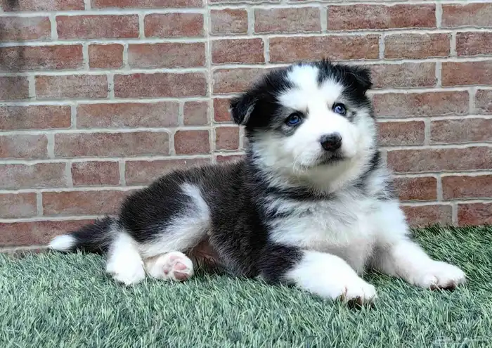 كلاب هاسكي جراوي 1