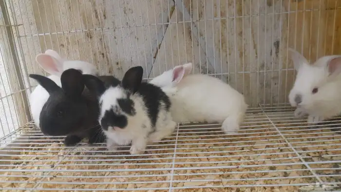 أرنب ارانب ارنب صغير صغار 2