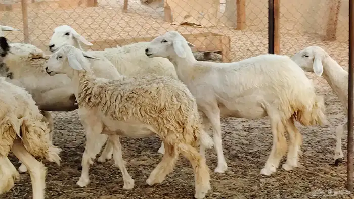 رخال مقاني طييه العدد 20 الحد 1400 4