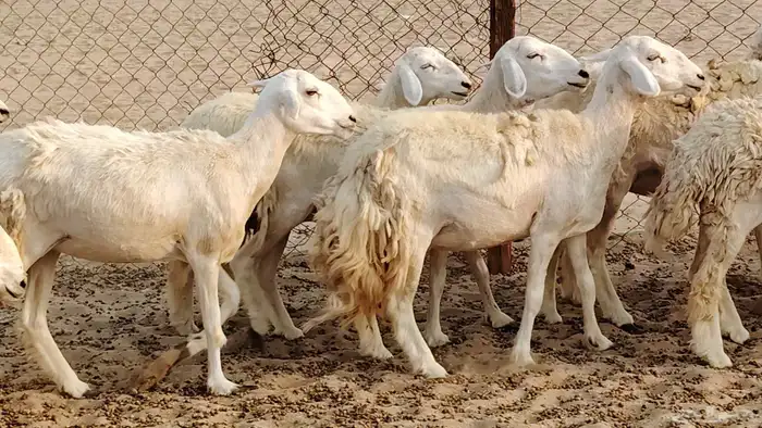 رخال مقاني طييه العدد 20 الحد 1400 1