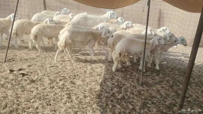 رخال جذعات العدد 29 1