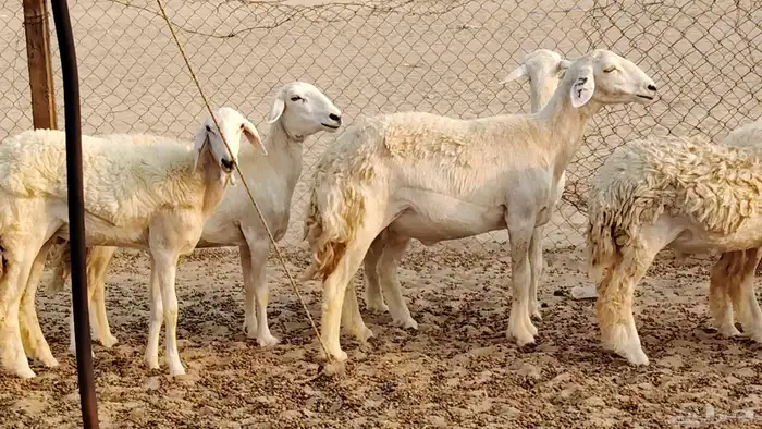 رخال مقاني طييه العدد 20 الحد 1400 6