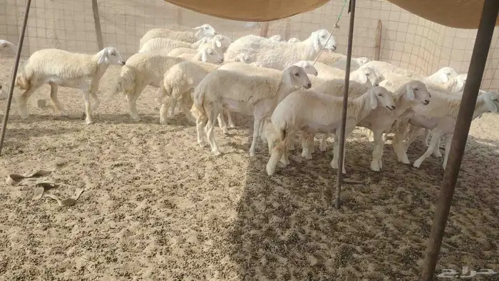 رخال جذعات العدد 29 2