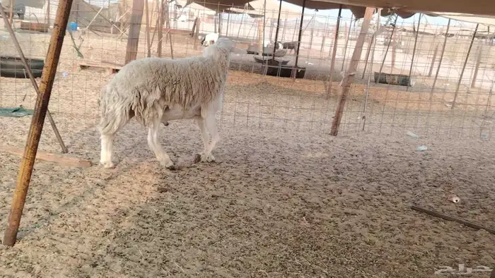 طلي فحل حري مشروط 3