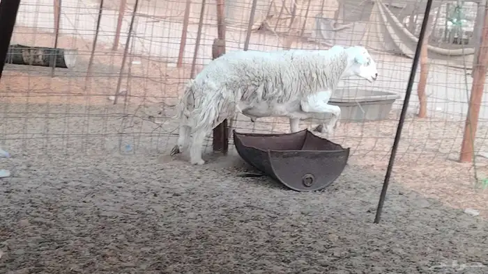 طلي فحل حري مشروط 2