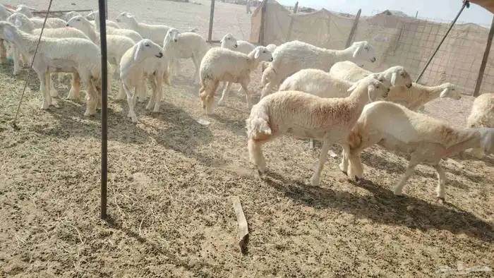 رخال جذعات العدد 29 4